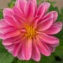 Dahlia – Dahlietta Emily – 4.5″ Pot
